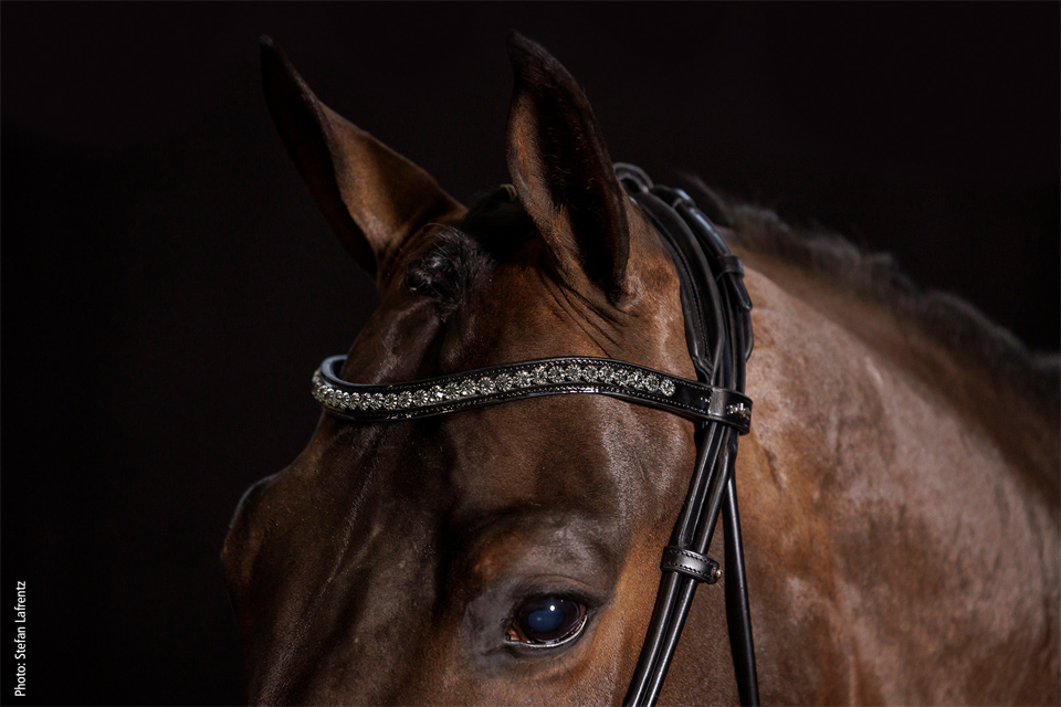 Schockemöhle Trense Westminster black/silver Warmblut