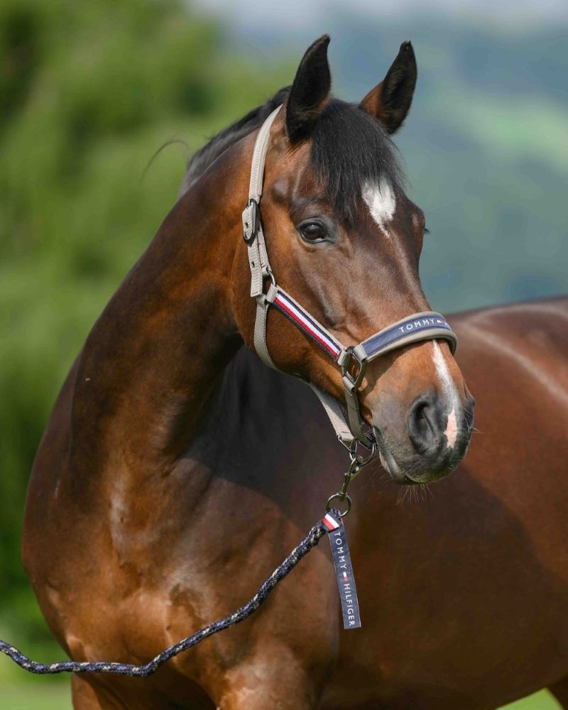 TH YALE Halfter+ Strick Set ash FULL