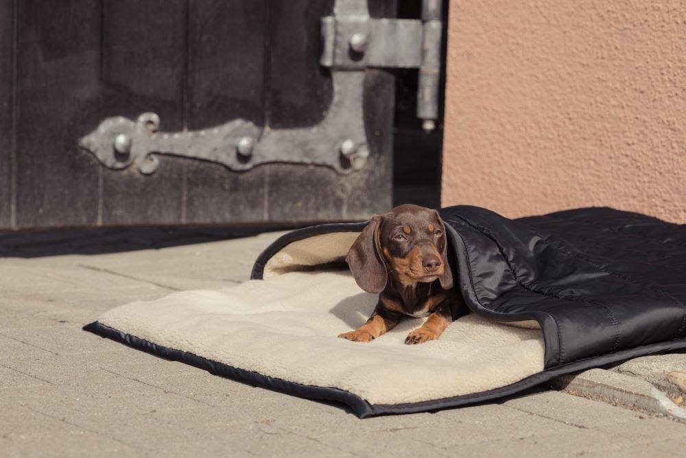 Eskadron Hundeschlafsack TEDDYFLEECE H 24/25 black