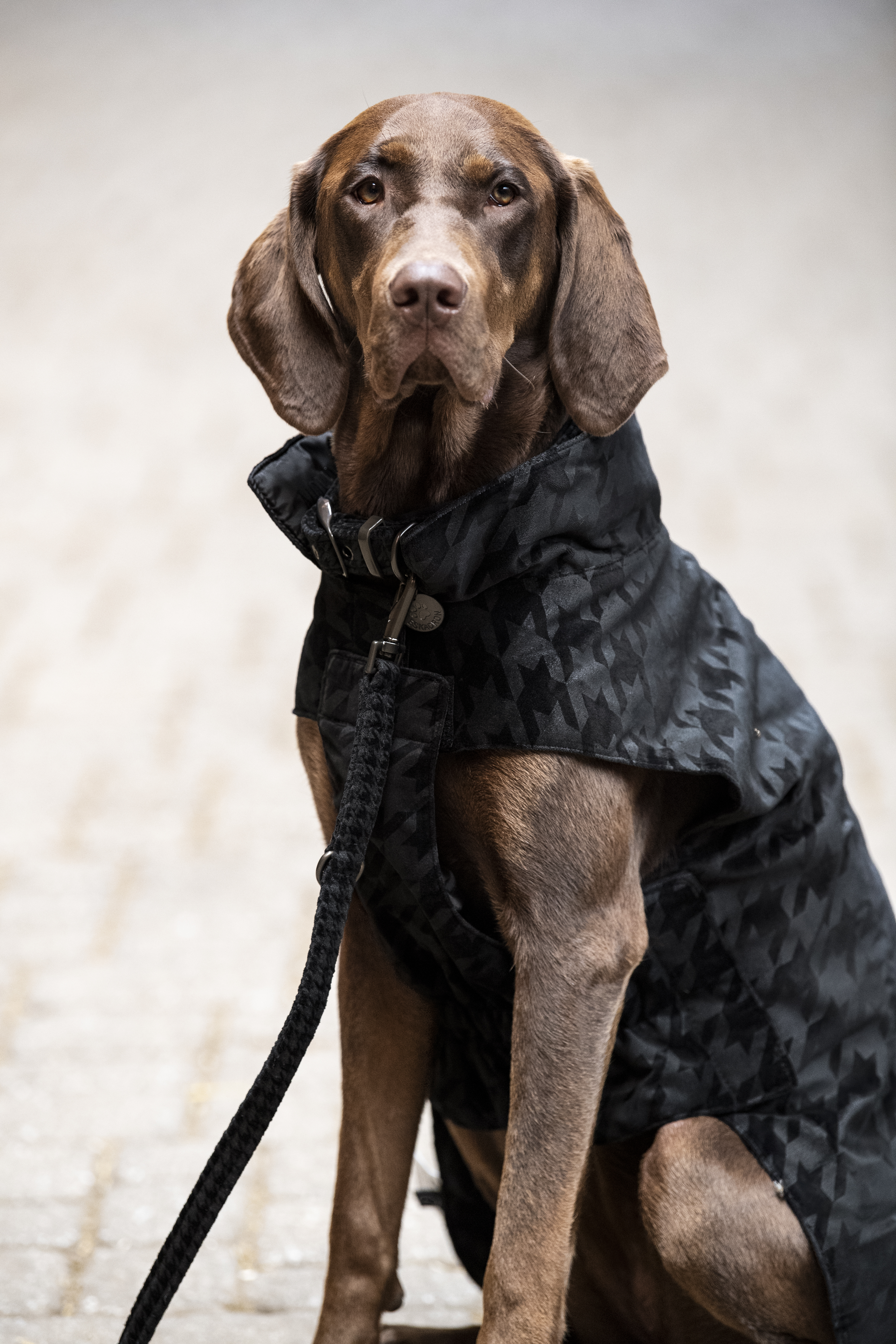 Eskadron Hundemantel Velvet Stamp Ess.AW22 black Eskadron Hundemantel Velvet Stamp Ess.AW22 black