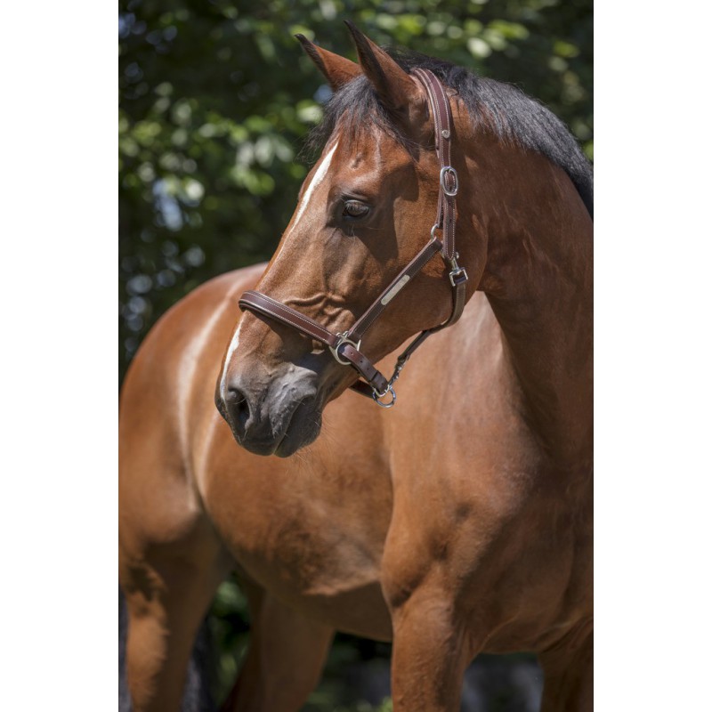 Norton Pro Leder Halfter Norton Pro Leder Halfter