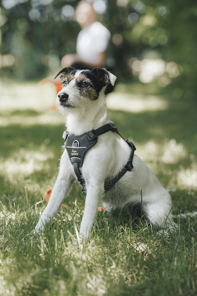 Eskadron x Hunter Hundegeschirr MOTION REFLECT anthrazit